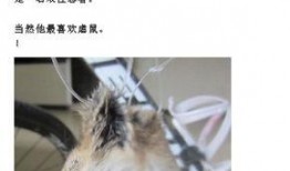 最新老鼠爆料视频大全,揭秘动物界的秘密生活