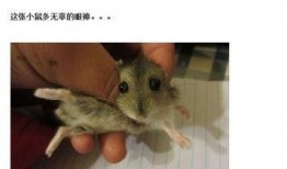 最新老鼠爆料视频大全,揭秘动物界的秘密生活