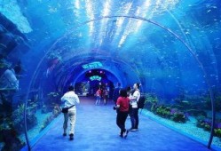 海洋最新爆料视频下载大全,揭秘深海奥秘与未知世界