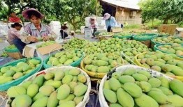 芒果和百色最新爆料,揭秘背后惊人真相