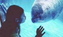 海洋最新爆料视频下载大全,揭秘深海奥秘与未知世界