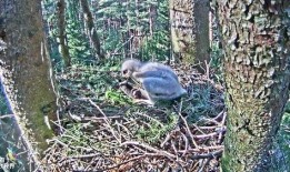 最新老鼠爆料视频大全,揭秘动物界的秘密生活