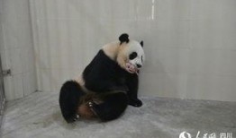 林冰最新爆料熊猫是哪一期,揭秘熊猫传奇，哪一期节目带你走进国宝世界？