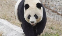 林冰最新爆料熊猫是哪一期,揭秘熊猫传奇，哪一期节目带你走进国宝世界？