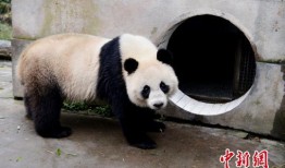 林冰最新爆料熊猫是哪一期,揭秘熊猫传奇，哪一期节目带你走进国宝世界？